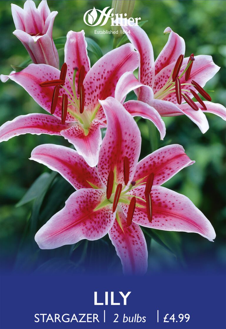 8718641997031 1 Lilium Stargazer.jpg